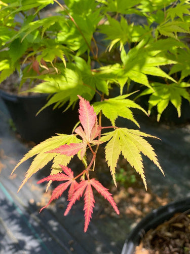 Acer palmatum 'Yellow Bird' - mapleridgenursery
